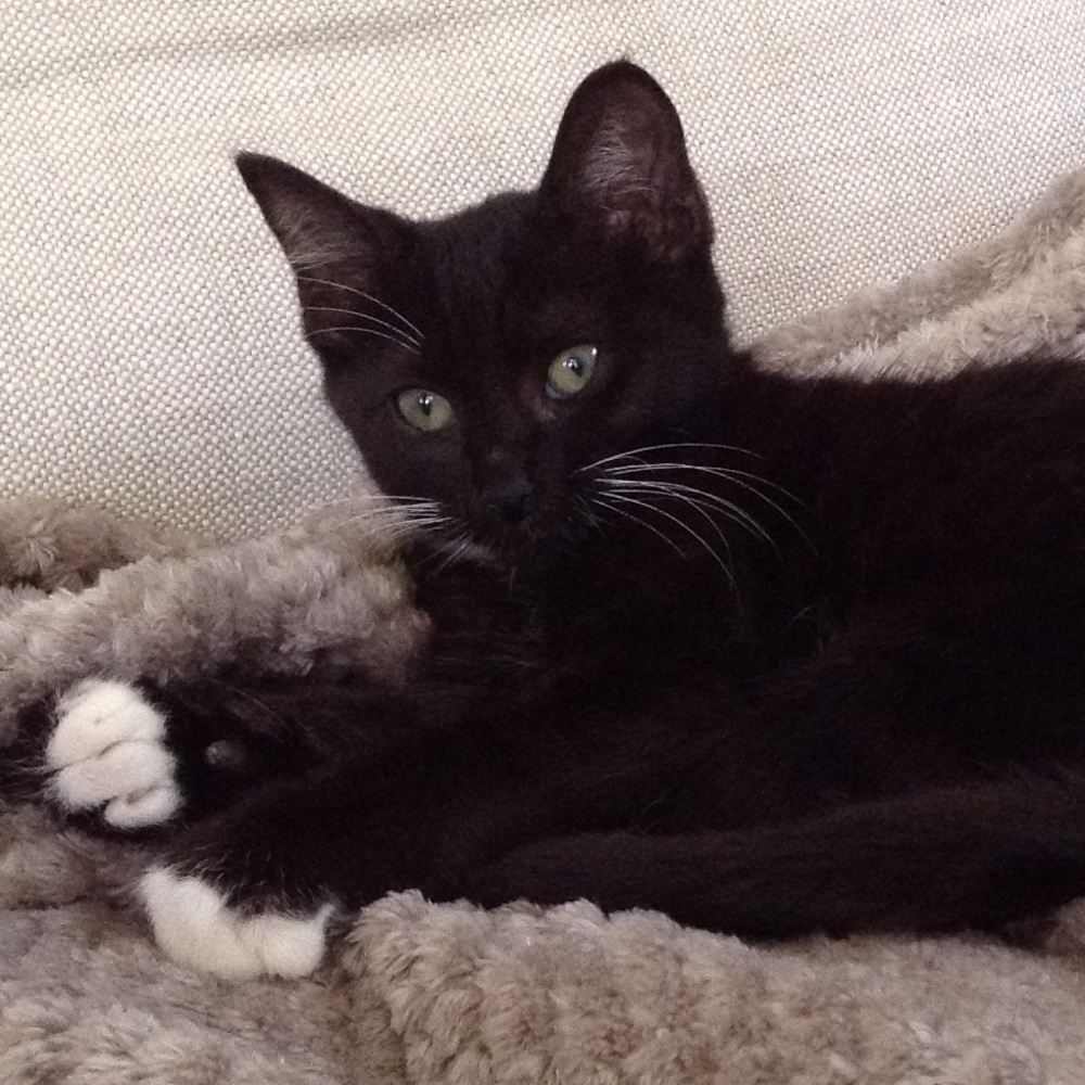 Meet your Posher, Izzy